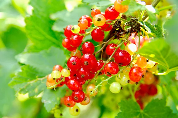 Red currants on the bush — Stock Photo, Image
