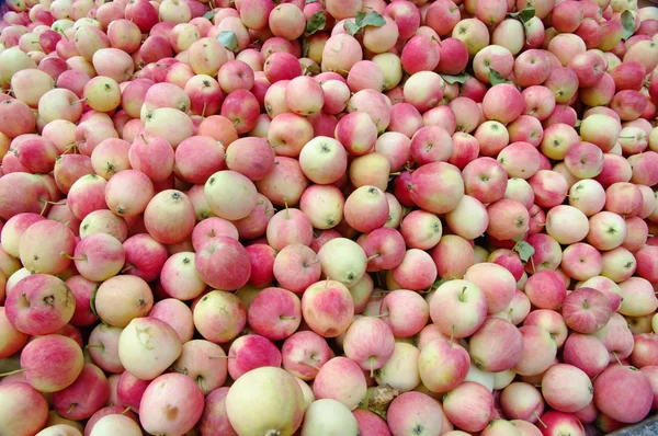 Rode appels achtergrond, vers geplukt smakelijke vruchten. — Stockfoto