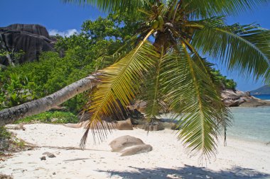Palm tree on empty beach clipart