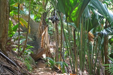 Vallee de mai, bir palmiye ağacı orman praslin, Seyşel Adaları