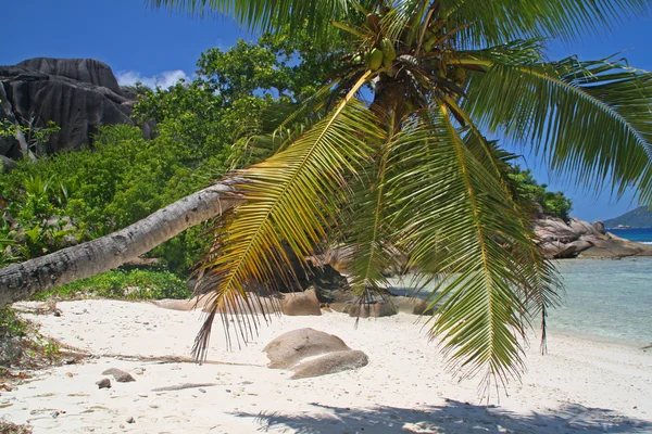 Пальма на пустом пляже — стоковое фото