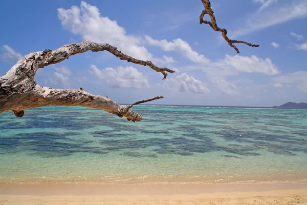 Tropische See mit Korallen und abgestorbenem Baum, Insel Digue, Seychellen — Stockfoto