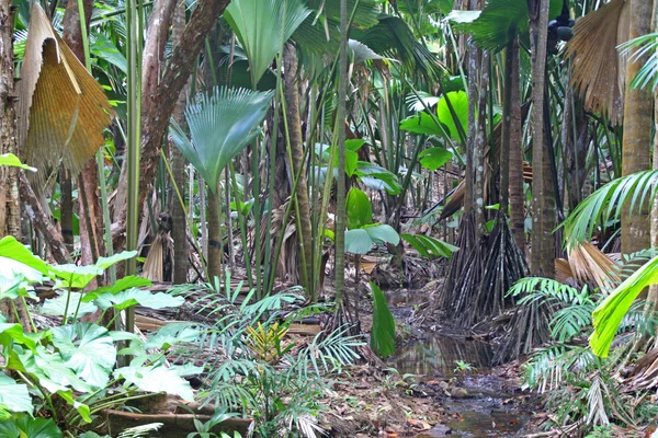 Vallee de Mai, un bosque de palmeras en la isla de Praslin protegido por la UNESCO —  Fotos de Stock