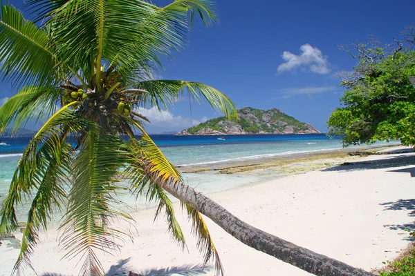 Palm tree on empty beach — Stock Photo, Image