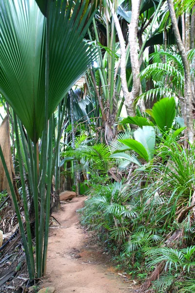 Vallee de Mai, uma floresta de palmeiras na ilha de Praslin protegida pela UNESCO — Fotografia de Stock