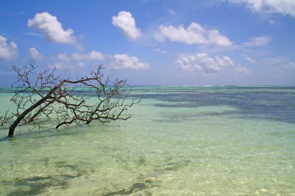 Azúrkék trópusi lásd a korallok és a halott fa, la digue, Seychelle-szigetek — Stock Fotó