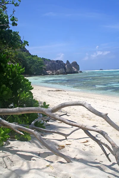 Sede tropical con corales y árboles muertos, Isla La Digue, Seychelles — Foto de Stock