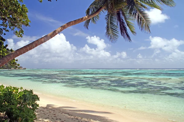 Lege strand met een palmboom, la digue Seychellen — Stockfoto