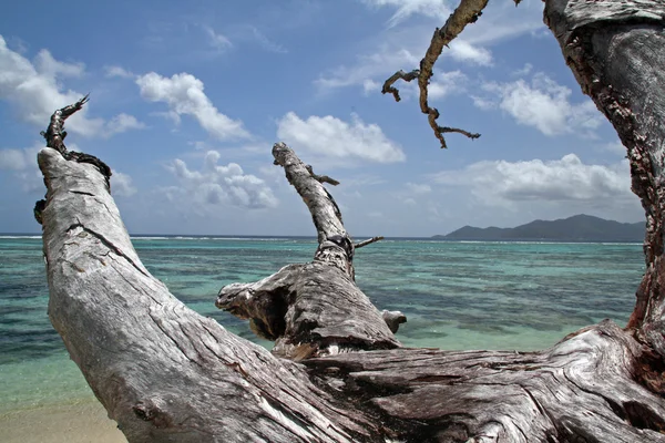 Tropical see with corals and dead tree, La Digue island, Seychelles — Stock Photo, Image