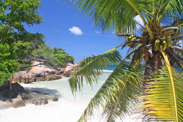 Palma na prázdnou pláž, grand soer, Seychely — Stock fotografie