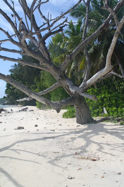 Zmarłe drzewo na pustej plaży, la digue, Seszele — Zdjęcie stockowe