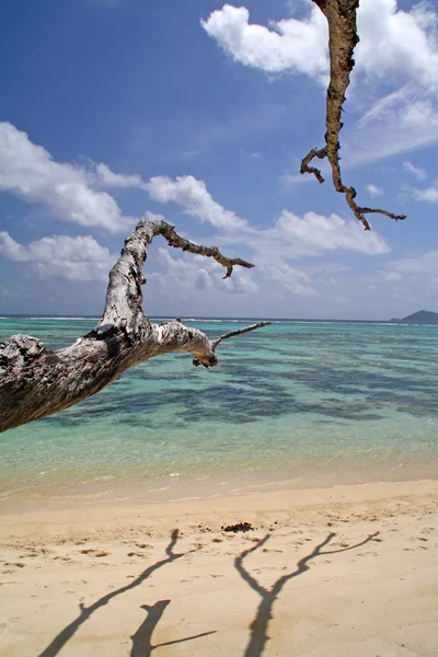 Tropische See mit abgestorbenem Baum — Stockfoto