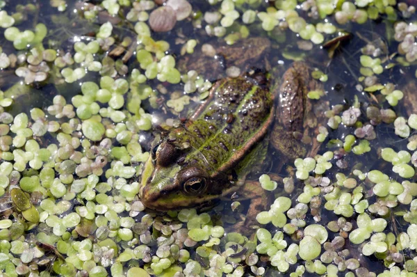Pond frog — Stock Photo, Image