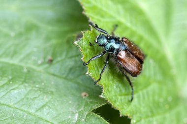 Bahçe chafer