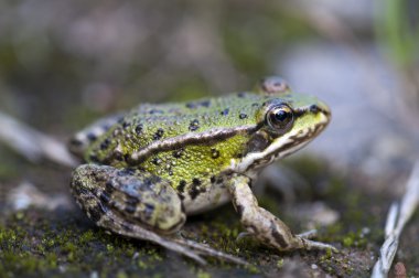 Frog Pond clipart