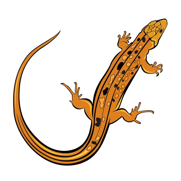 Realistische gecko hagedis — Stockvector