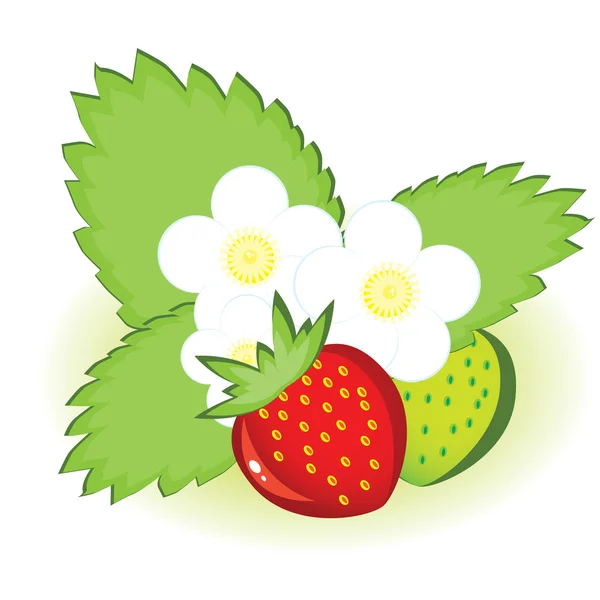 Rijpe aardbeien en groen met bloemen — Stockvector