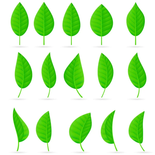 Vários tipos e formas de folhas verdes — Vetor de Stock