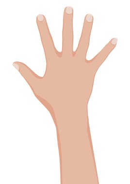 Woman hand. clipart