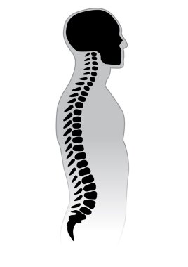 Human Spine. clipart