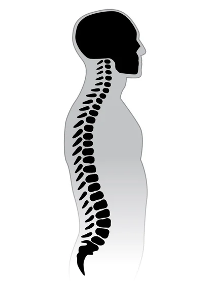 Columna vertebral humana . — Vector de stock