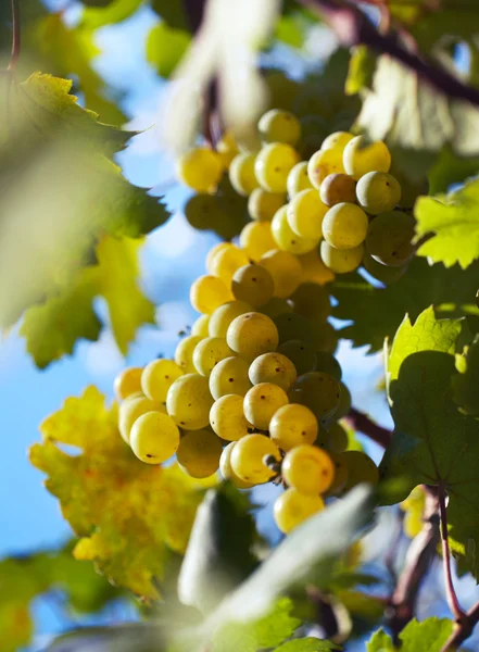 stock image Ripe grapes