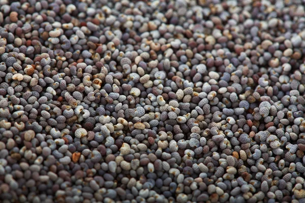 Closeup de sementes de papoila — Fotografia de Stock