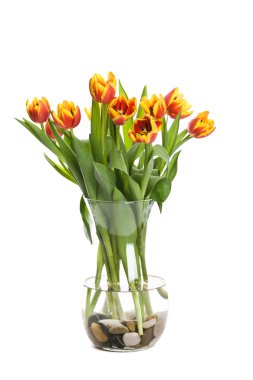 Tulips clipart