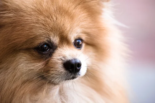 Stock image Pomeranian dog