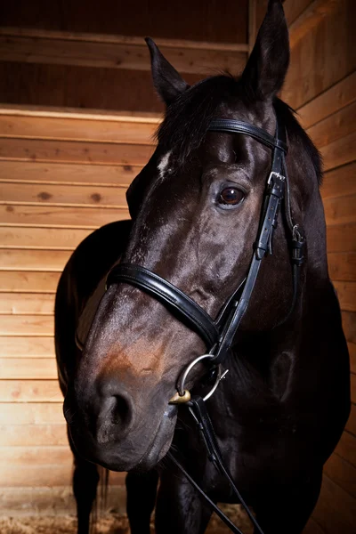 Чорний кінь — стокове фото