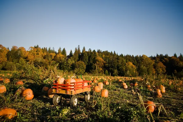 Pumpkins patch — Stock Photo, Image