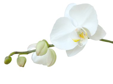 White orchid clipart