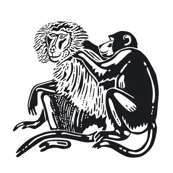Maymunlar — Stok Vektör