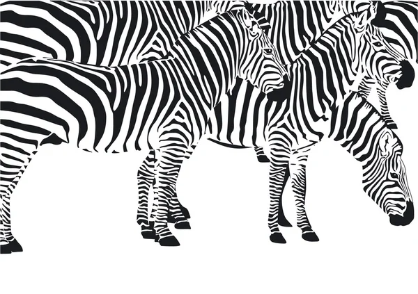 Zebras —  Vetores de Stock