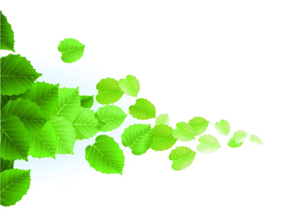 하얀 배경의 신선 한 잎들 — 스톡 벡터