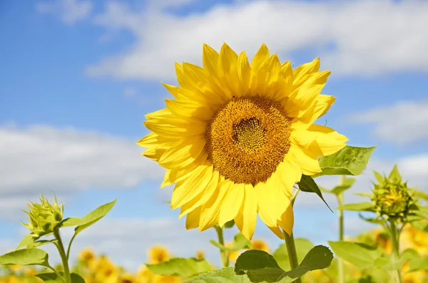 Portrait of a sunflower in the field