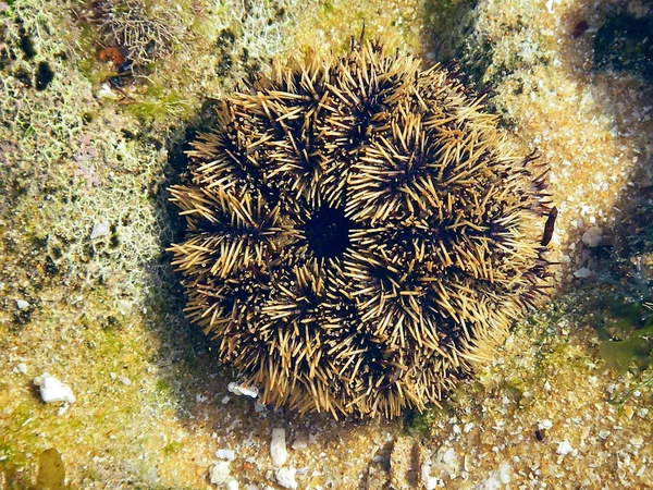 Mořský ježek. Stock Fotografie