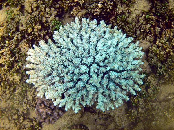 Coral azul Imagem De Stock