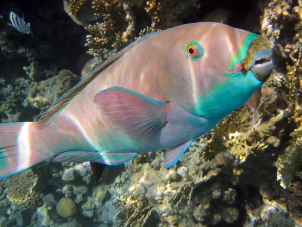 Parrotfishe — Stockfoto