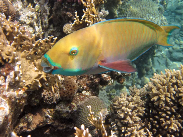 Parrotfishe — 图库照片