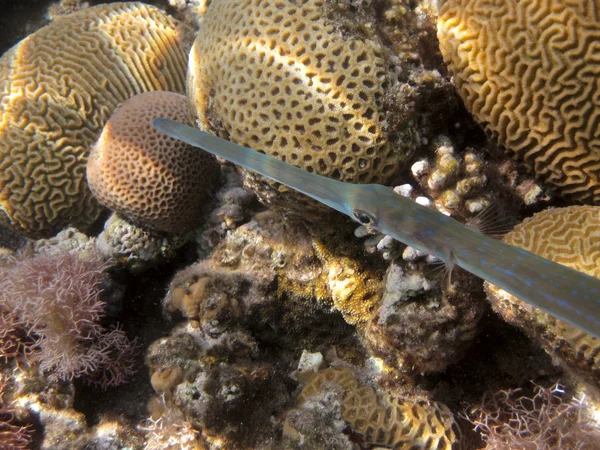 Cornet Fish — Stock Photo, Image