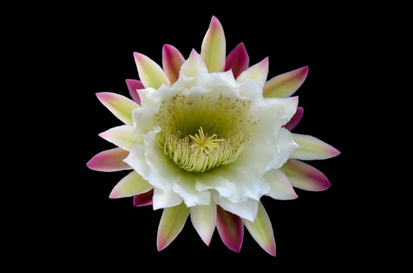 Flor de cacto — Fotografia de Stock