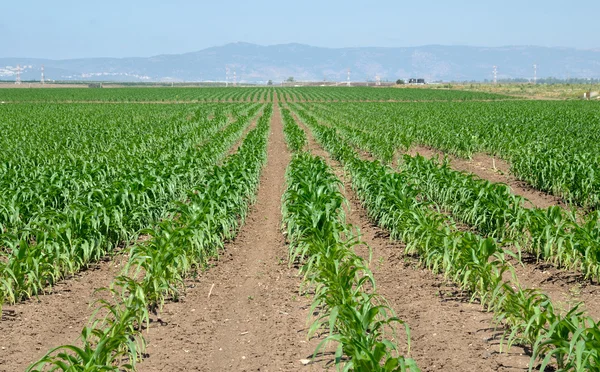 A mező kukorica csemeték — Stock Fotó