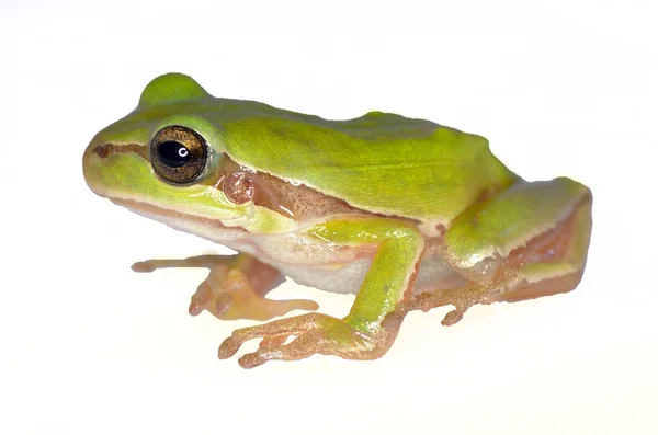 Płazy żaba — Zdjęcie stockowe