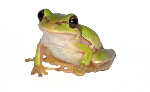 青蛙两栖动物 — 图库照片