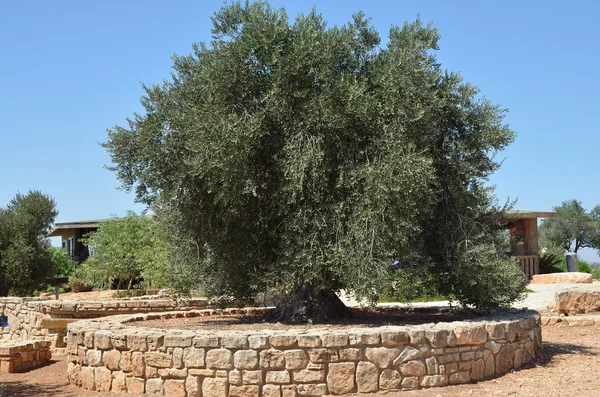 Оливковое почетное место — стоковое фото