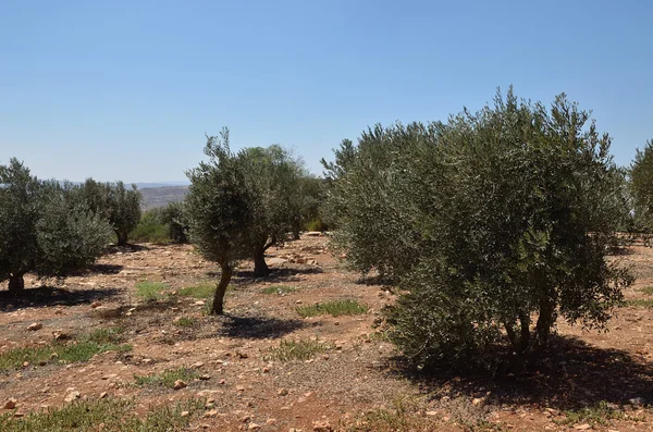 Piantagione di olive — Foto Stock