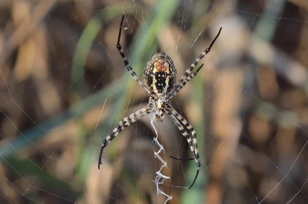 Spider waiting for prey — Stock Photo, Image