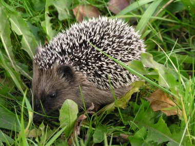 Hedgehog in the grass clipart