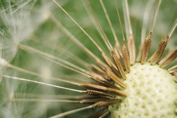 stock image Old dandelion background